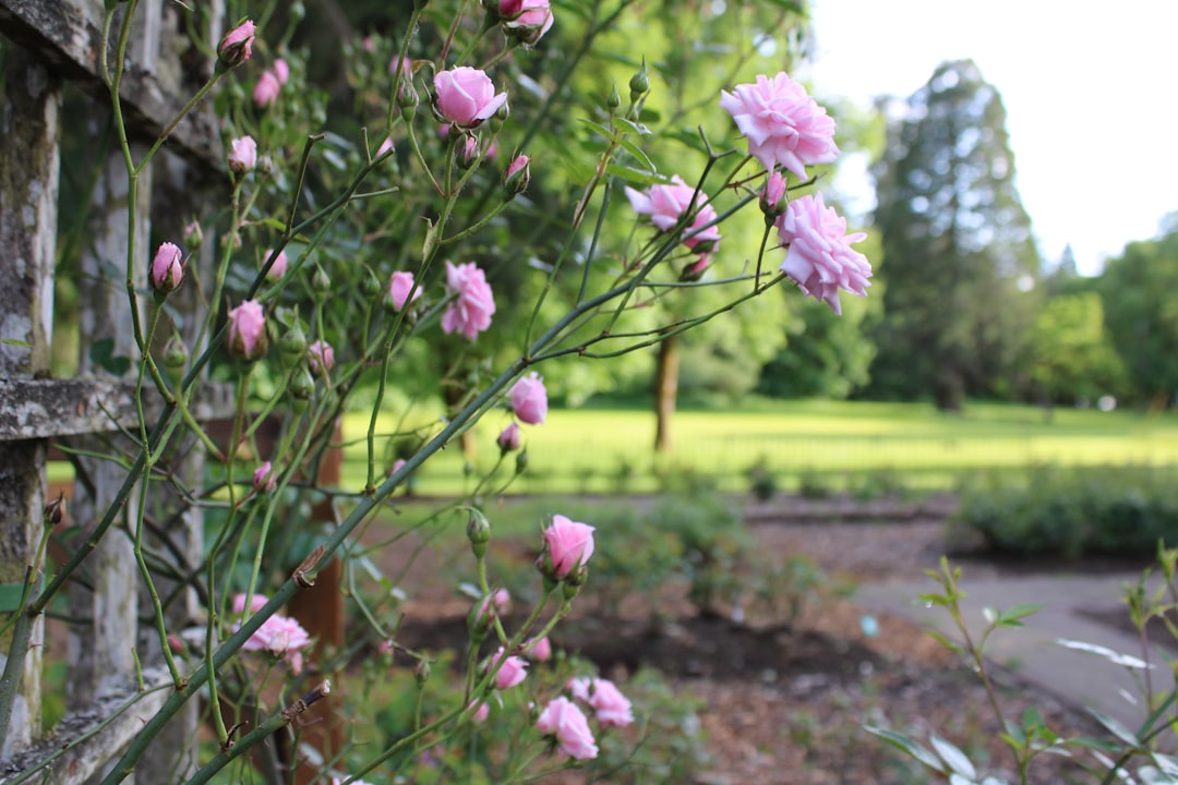 découvrez un jardin paisible où la nature s'épanouit en toute sérénité. profitez d'un oasis de calme, idéal pour la méditation, la contemplation et le bien-être, au cœur d'un environnement verdoyant.