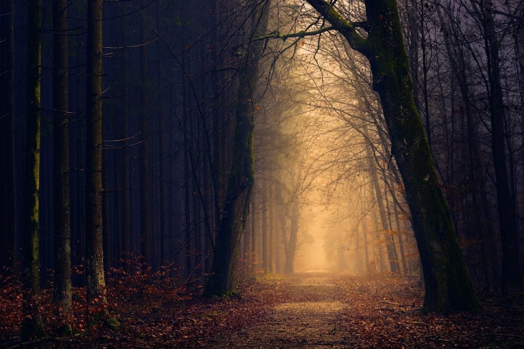 découvrez la beauté et la diversité de la nature, un monde fascinant rempli de paysages époustouflants, de faune et de flore variées, et d'expériences inoubliables qui vous reconnectent avec l'environnement.