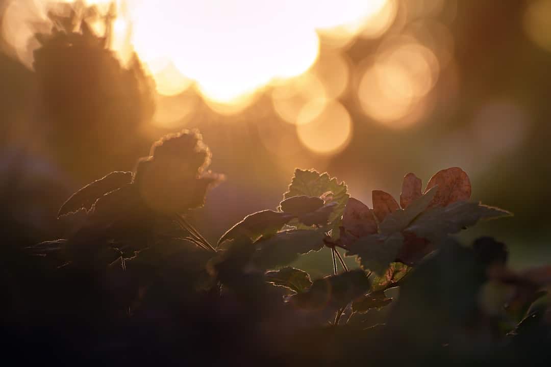 découvrez les saisons : un voyage à travers les merveilles de la nature, des paysages changeants et des célébrations culturelles tout au long de l'année.